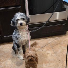 PupPup - Bernedoodle