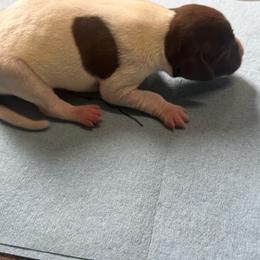 Boy 1 - Liver roan male German Shorthaired Pointer puppy in Norris City, Illinois from County Line Pointers