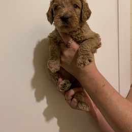 Double Doodle, Goldendoodle, Labradoodle, and Poodle Puppies from Amore Doodles & Poodles