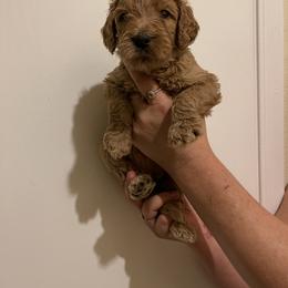 Double Doodle, Goldendoodle, Labradoodle, and Poodle Puppies from Amore Doodles & Poodles