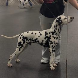 Rude - Dalmatian