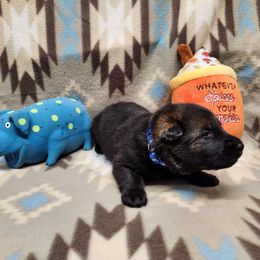 Blue collar - Sable male German Shepherd puppy in Ramsey, Illinois from Haus-Farr German Shepherds