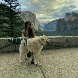 Great Pyrenees All Grown Up from The Yosemite Pyrenees Ranch