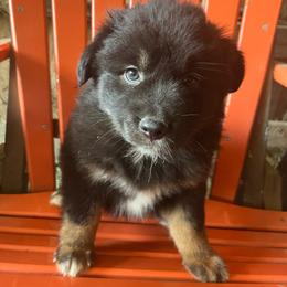 Maleficent - Black tri-color female Australian Shepherd puppy in Whitwell, Tennessee from Owl Hollow Farm