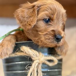 Teddy - Red  male Goldendoodle puppy in Boise, Idaho from Goldendoodle Baby
