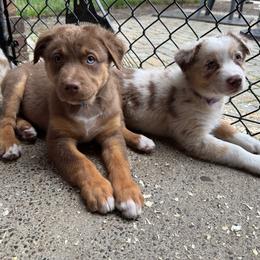 Boy 4 Light Blue Collar One Blue Eye - Red tri-color male Australian Shepherd puppy in Washington from LIT Australian Shepherds