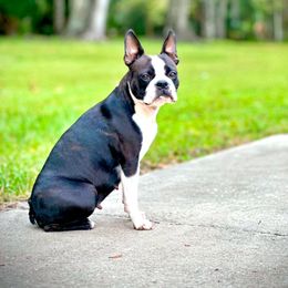 Olive - Boston Terrier