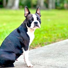 Olive - Boston Terrier
