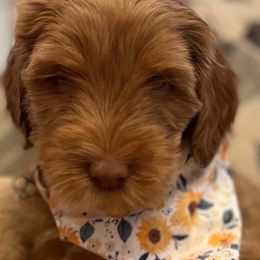 Girl 3 - Red Australian Labradoodle puppy in Lodi, California from These Charm's Doods