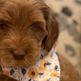 Girl 3 - Red Australian Labradoodle puppy in Lodi, California from These Charm's Doods