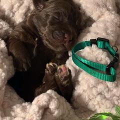 Double Doodle Puppies from Cencal Stellar Doodles