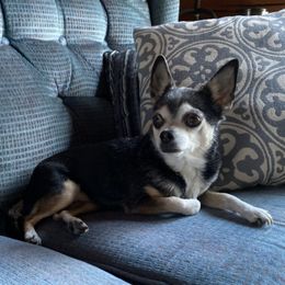 Chihuahuas from Frey Chihuahua