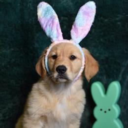Skittles (Pink Collar Girl) - Dark golden female Golden Retriever puppy in Peoria, Arizona from Dani’s Dawgs