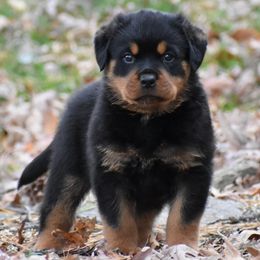 Brackett - Black and mahogany male Rottweiler puppy in Catawissa, Pennsylvania from Sharp Ridge Rottweilers