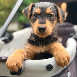 Quinn AKA Baby Girl Lavendar - Black and tan female Airedale Terrier puppy in Mooresville, North Carolina from Farm 55