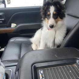 Collie Puppies from Rusty Spur Collies