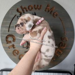 Pink Collar - Harlequin female Great Dane puppy in Alton, Illinois from Show Me Great Danes and Basset Hounds