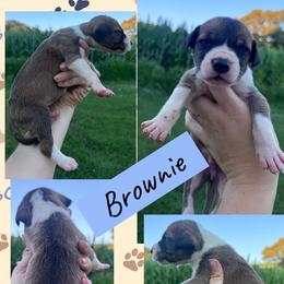 Brownie - Mantle male Great Dane puppy in Wellsville, New York from Prophecy Danes