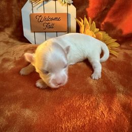 Lucy - White female Maltese puppy in Asheville, North Carolina from TCBs Glowing Maltese