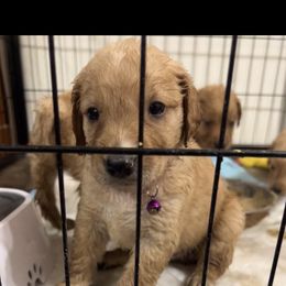 Golden Retriever and Poodle Puppies from Tori’s Golden Retrievers and Poodles