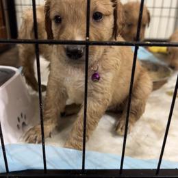 Golden Retriever and Poodle Puppies from Tori’s Golden Retrievers and Poodles