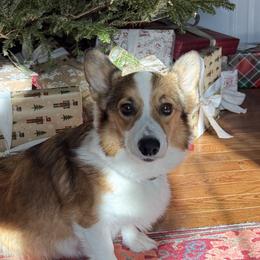 Rosie - Pembroke Welsh Corgi