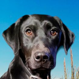 Labrador Retrievers from Mountain Valley Kennels