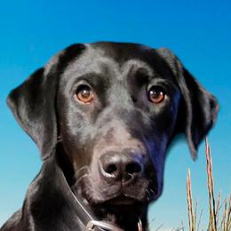 Labrador Retrievers from Mountain Valley Kennels