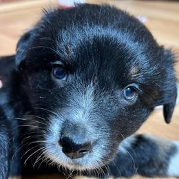 Riven (has tail) - Black tri-color male Australian Shepherd puppy in Butler, Georgia from Aussies at Howling Hill Farm