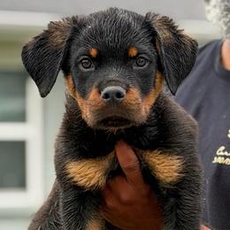 Boy - Black and tan male Rottweiler puppy in Quinlan, Texas from Wright Way Retrievers
