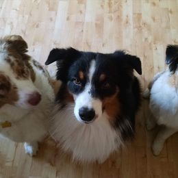 Australian Shepherd Puppies from Lace Creek Ranch