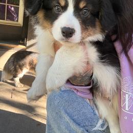 Yellow fluffy boy - Black and tan male American Corgi puppy in Castle Rock, Washington from R and b corgis and farm