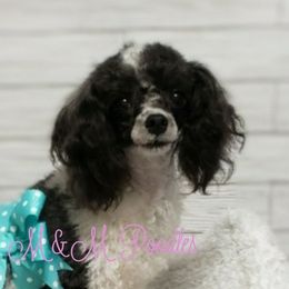 Dolly - Poodle