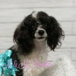 Dolly - Poodle