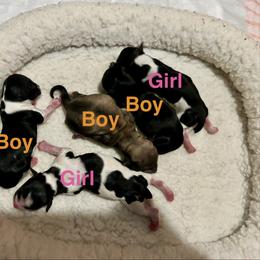 Sylveon - Black and white female Havanese puppy in Orange, California from Havanese Bragger’s
