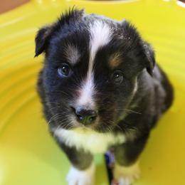 Bandit - Black tri-color male Australian Shepherd puppy in Sonoita, Arizona from Gardner Canyon Kennels
