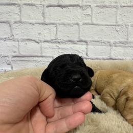 Boy 7 - Black male Labrador Retriever puppy in Edgewood, New Mexico from Pageant Paws LLC
