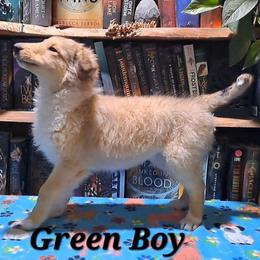 Dark Green Boy - Sable male Collie puppy in Kalispell, Montana from C4 Collies