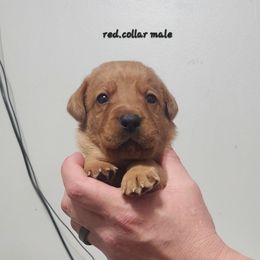 Red collar male - Yellow male Labrador Retriever puppy in Hebron, Kentucky from Top Notches Labrador Retrievers