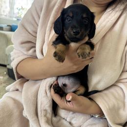 Dachshund Puppies from Ozge's Dachshunds