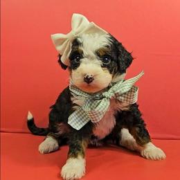 Elsa - Red female Bernedoodle puppy in Russell Springs, Kentucky from 270 Doodles