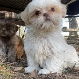 Shih Tzu Puppies from Southern Oklahoma Shih Tzus