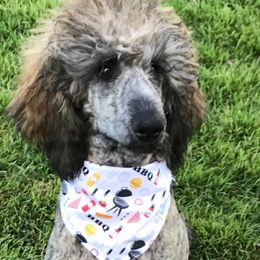 Goldendoodles, Labradoodles, Poodles, and Sheepadoodles from Osage Puppies LLC