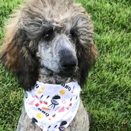 Goldendoodles, Labradoodles, Poodles, and Sheepadoodles from Osage Puppies LLC
