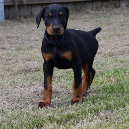 Blue collar male - Black and rust male Doberman Pinscher puppy in Lafayette, Louisiana from Indah Lux Dobermans