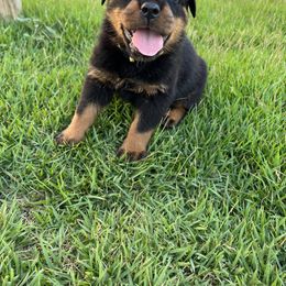 Rottweiler Puppies from Vom Haus Ayers Rottweilers
