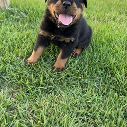 Rottweiler Puppies from Vom Haus Ayers Rottweilers