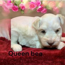 Queen Bee - Parti female Miniature Schnauzer puppy in Kentucky from Mrs Bs Teeny Schnauzers & Doodles