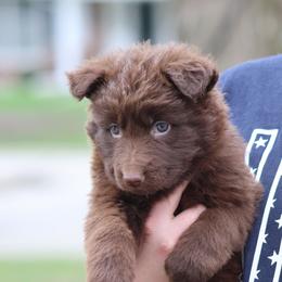 Tortellini (Purple) - Liver female German Shepherd puppy in Garrett, Indiana from Devil-Dog Shepherds