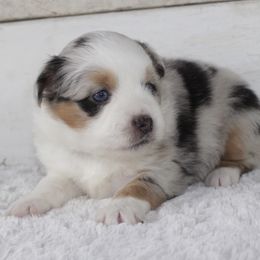 Poodle and Toy Australian Shepherd Puppies from 2B Aussies